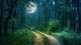 �¹��µ�ɭ��С·