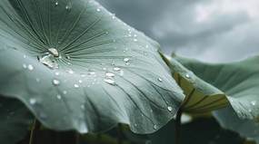 ����Ҷ������