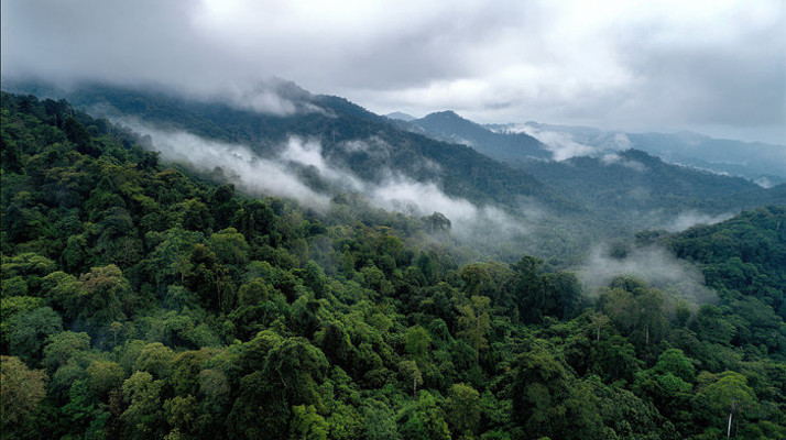 云雾缭绕的山林俯瞰景象 云雾缭绕的山林俯瞰景象