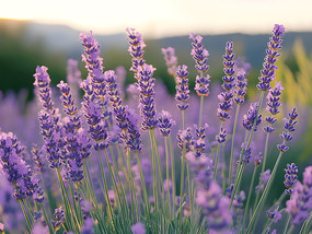 ��д��ɫ޹�²ݻ���ֲ��ͼƬ