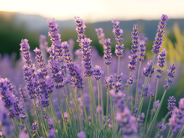 特写紫色薰衣草花丛植物图片 特写紫色薰衣草花丛植物图片