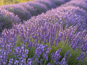 ��ɫ޹�²ݻ�����ֲ԰ֲ��ͼƬ