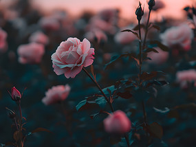 ƻдɫõ廨Ļֲ֦ͼƬ