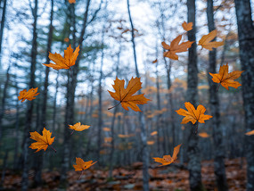 дƮеĿήɫҶҶͼƬ