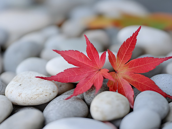 ڶʯϵƬɫҶҶֲͼƬ