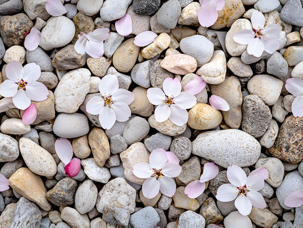 粉色樱花花瓣掉落在鹅卵石上花卉图片 粉色樱花花瓣掉落在鹅卵石上花卉图片