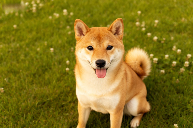 草地上可爱的微笑柴犬 草地上可爱的微笑柴犬