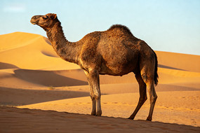 ɳĮ�еĵ�����������