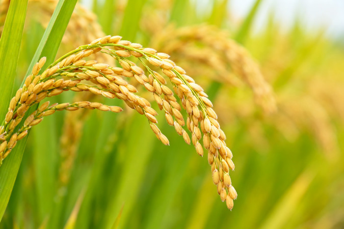 金黄稻穗垂挂 金黄稻穗垂挂