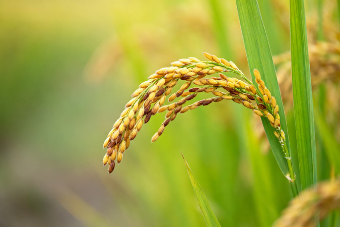 金黄稻穗垂于绿叶间尽显丰收之美 金黄稻穗垂于绿叶间尽显丰收之美