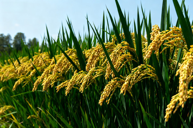 金黄稻穗摇曳在翠绿稻田间 金黄稻穗摇曳在翠绿稻田间