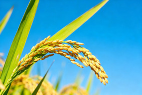 ��Ƶ�����������Ҷ��ҡҷ