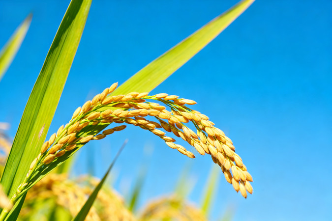 金黄稻穗在蓝天绿叶间摇曳 金黄稻穗在蓝天绿叶间摇曳