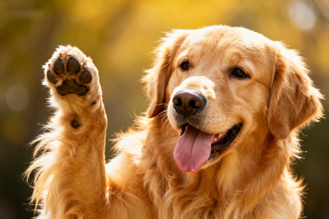 金毛犬抬爪微笑阳光下毛发闪耀 金毛犬抬爪微笑阳光下毛发闪耀