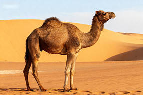 ɳĮ��վ���ĵ�������