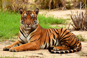 �����ϻ��Ⱥ�������Ʋݵر���