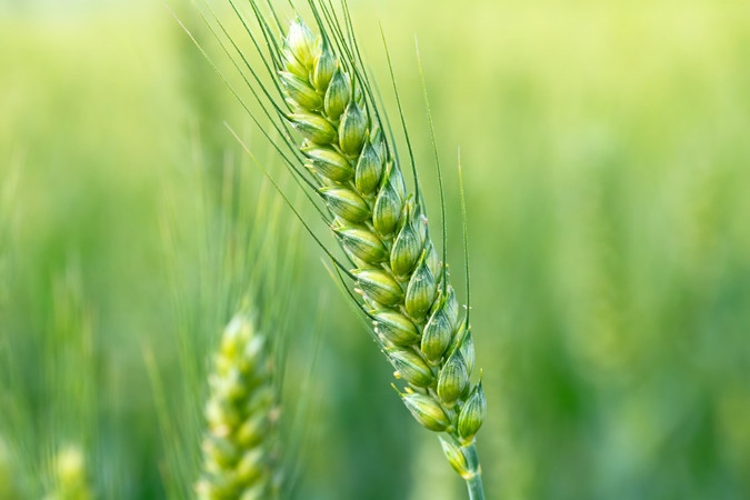 青绿色麦穗特写背景虚化 青绿色麦穗特写背景虚化