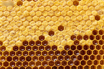 �䳲�ṹ��д����������ϸ�������ɼ�