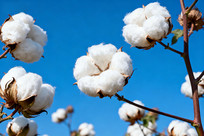 ���챳���µ��޻�ֲ��