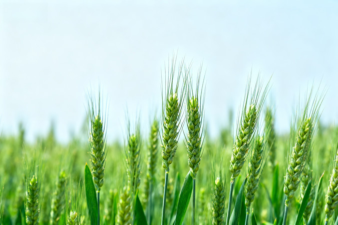 绿色麦穗在蓝天下的田野中生长 绿色麦穗在蓝天下的田野中生长