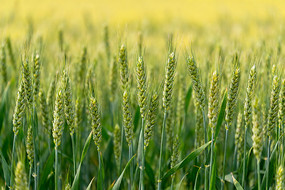 ��ɫ�����е�������д