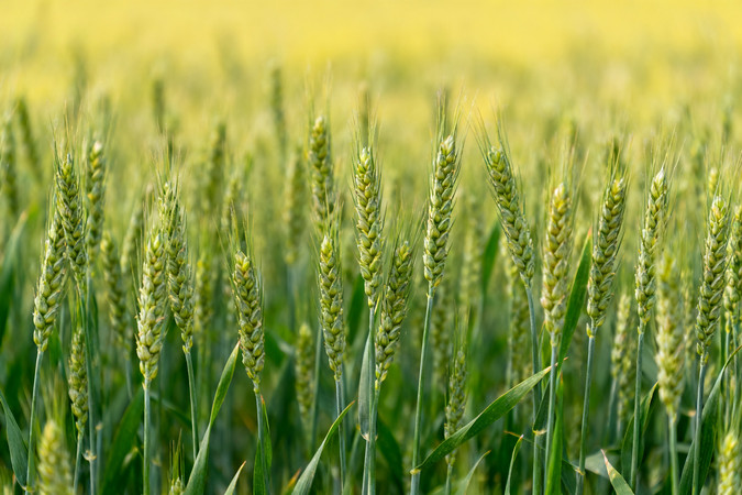 绿色麦田中的麦穗特写 绿色麦田中的麦穗特写
