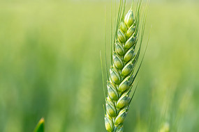 ��ɫС������д��ͷ