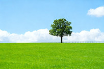 ��Ұ�����������