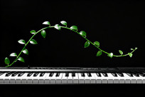 ��Ҷ�������ƺڰ��ټ�