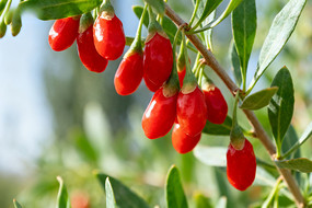 ��ɫ��轹�ʵ��֦ͷ