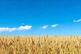 ��������µĽ������