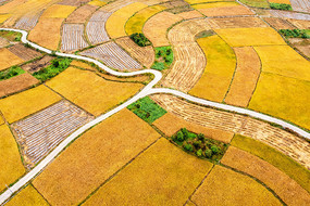 ��Ƶ���������С·