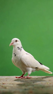 �׸���д�ز�