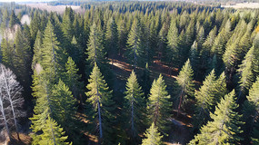 ���ï��ɭ��