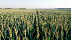 ����������԰���