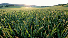 ����������Ȼ���