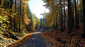 ����ɭ��С·����羰