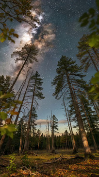 ɭ��ҹ���µ����ǿ�