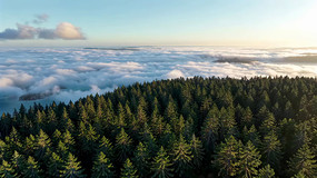 ɭ���ƺ��߿ո����