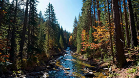 ɭ���к�����Ȼ���