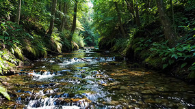 ɭ����Ϫ����������