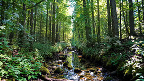 ɭ����Ϫ����Ȼ���