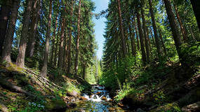 ɭ����Ϫ����Ȼ����