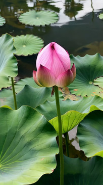 ʢ���ɻ����Ҷ��д