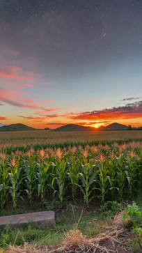 ��Ұ���׵��ճ���ɫ