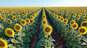 ���տ�����Ȼ���ȫ��