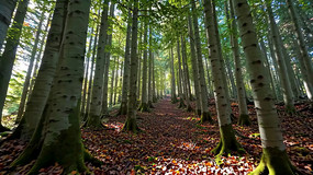 ���������ɭ���ּ侰��