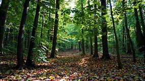 ���������ɭ��С��