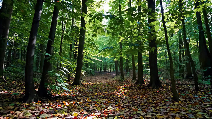 ���������ɭ��С��