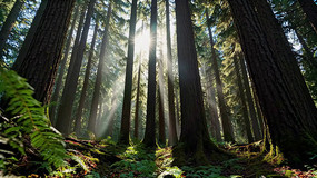 ������ҫ�µ�ï��ɭ��